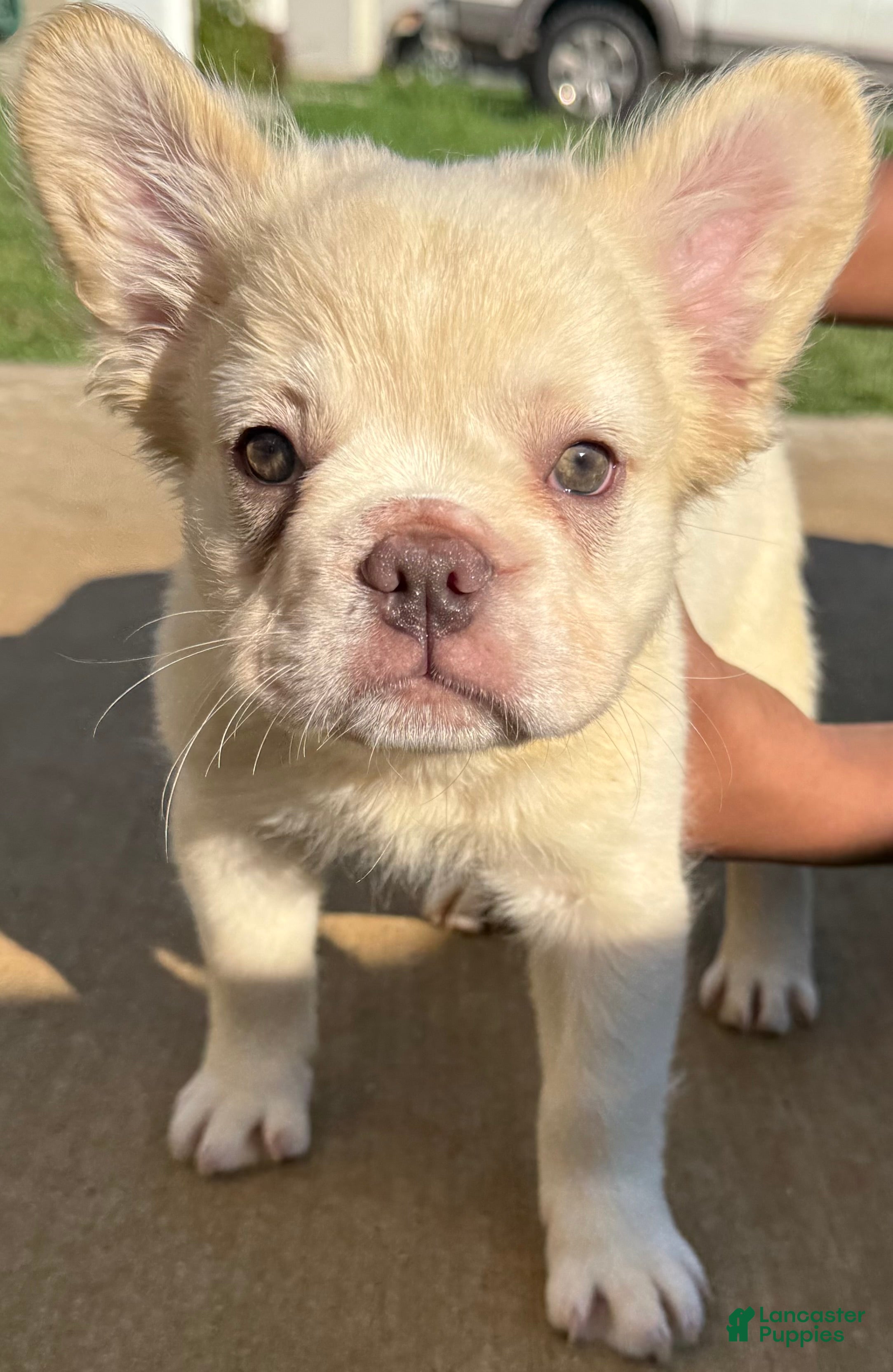 French Bulldog dogs Wham  - Ad 1