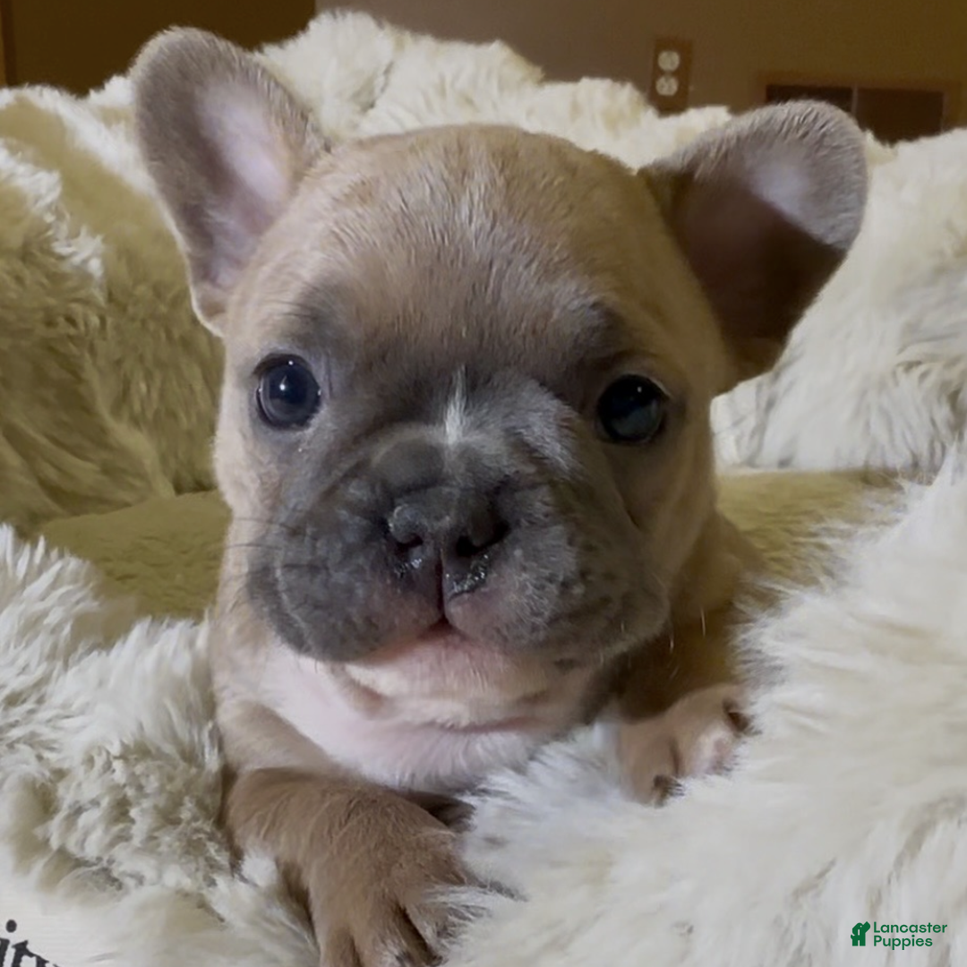 French Bulldog dogs for sale: Pernell - Ad 1