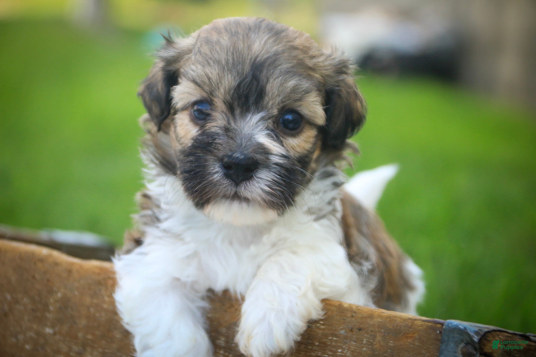 Havanese dogs Scout Havanese  - Ad 1