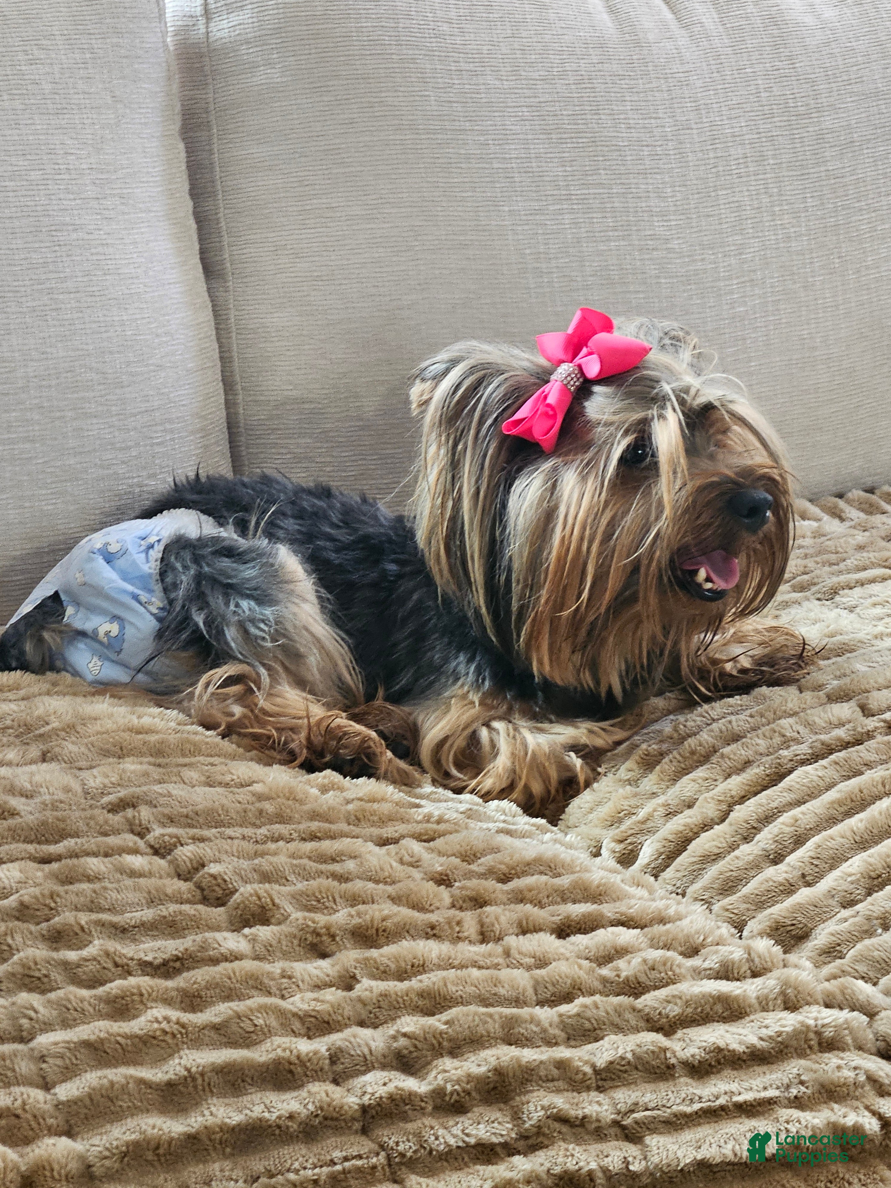 Yorkshire Terrier dogs Yorkshire Terrier Puppy 1 - Ad 2