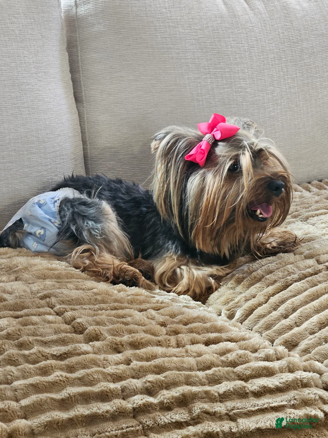 Yorkshire Terrier dogs for sale: Yorkshire Terrier Puppy 1 - Ad 2