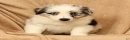 Miniature Australian Shepherd dogs for sale: Missy - Ad 7