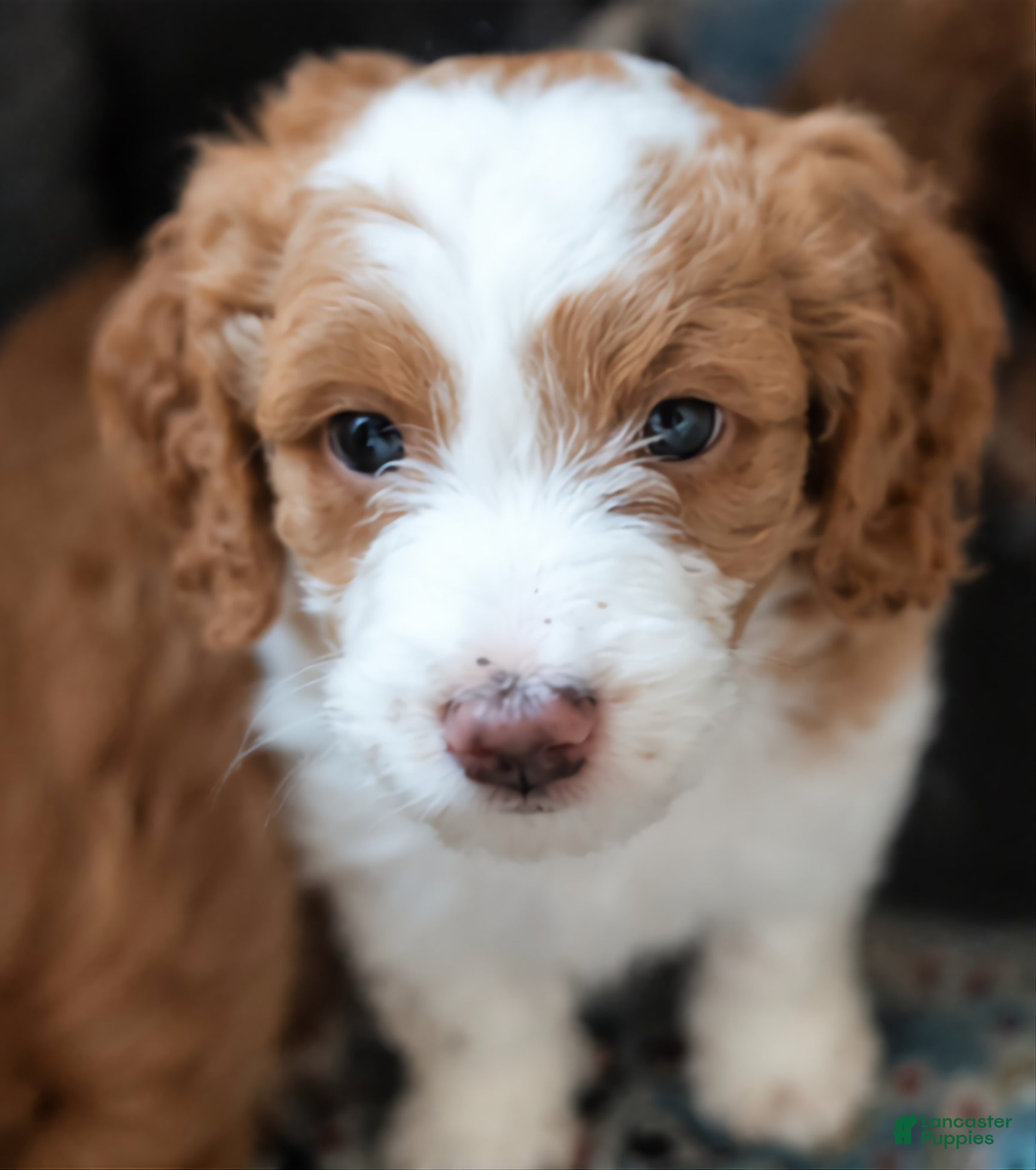 Mini Goldendoodle dogs for sale: Mini Goldendoodle Girl 3 - Ad 1
