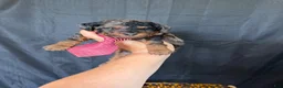 Miniature Poodle dogs for sale: Akc Clear genetics Blue Merle Phantom Boy 💙 - Ad 4