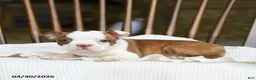 Boston Terrier dogs for sale: Tessa - Ad 3