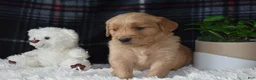 Golden Retriever dogs for sale: Laird - Ad 6