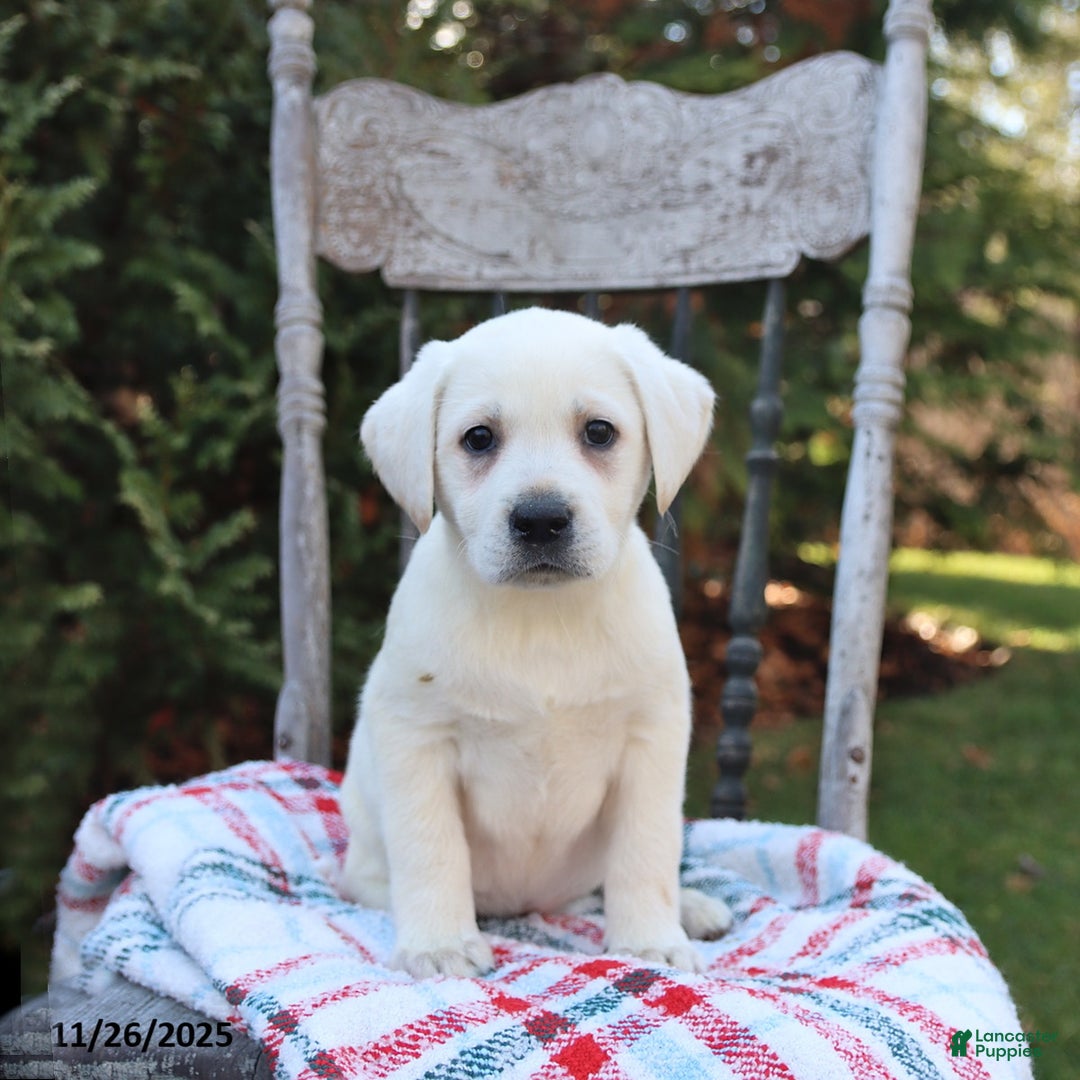 Labrador Retriever dogs for sale: Rosemary - Ad 2