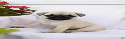 Pug dogs for sale: Anna - Ad 5
