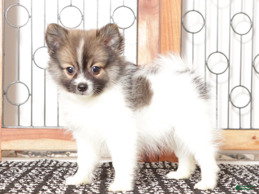Pomeranian dogs for sale: Yuki - Ad 2