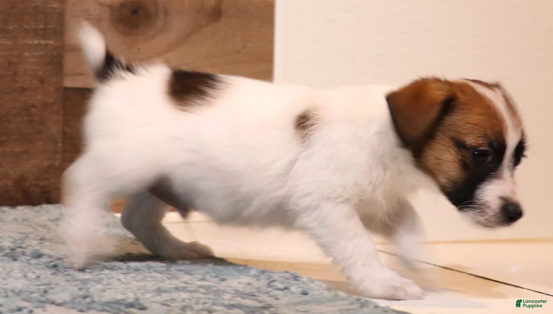 Jack Russell Terrier dogs for sale: Wayne Shorty male with red head - Ad 2