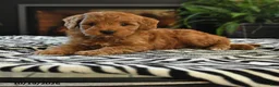 Mini Goldendoodle dogs for sale: Lucas - Ad 1