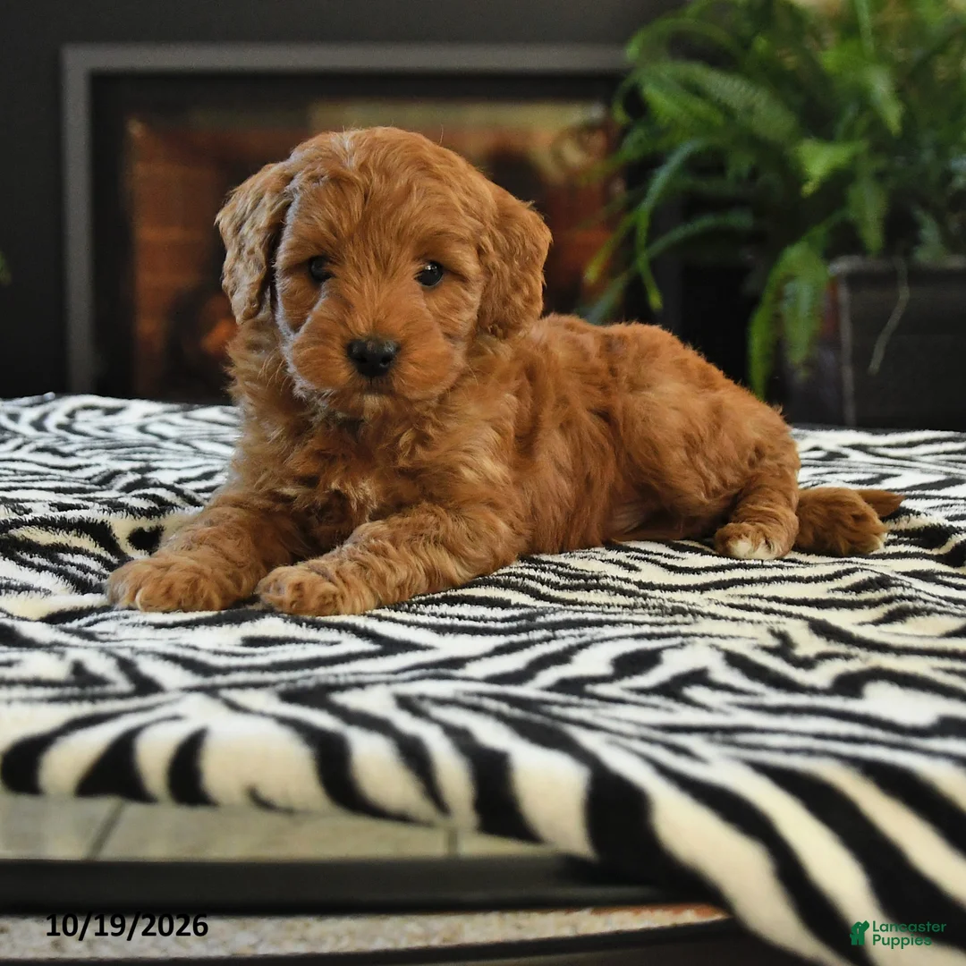 Mini Goldendoodle dogs for sale: Lucas - Ad 1