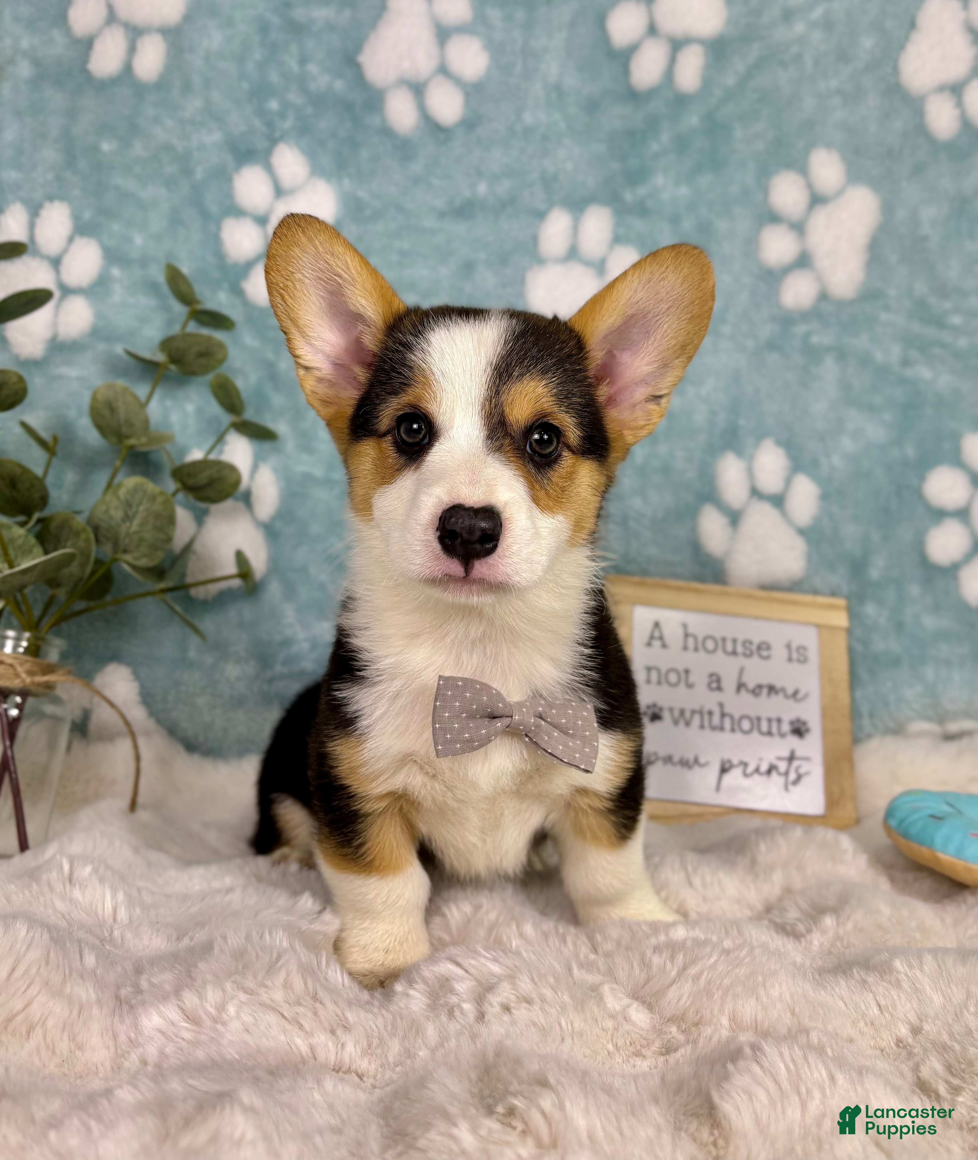 Welsh Corgi Pembroke dogs Beckham - Ad 33