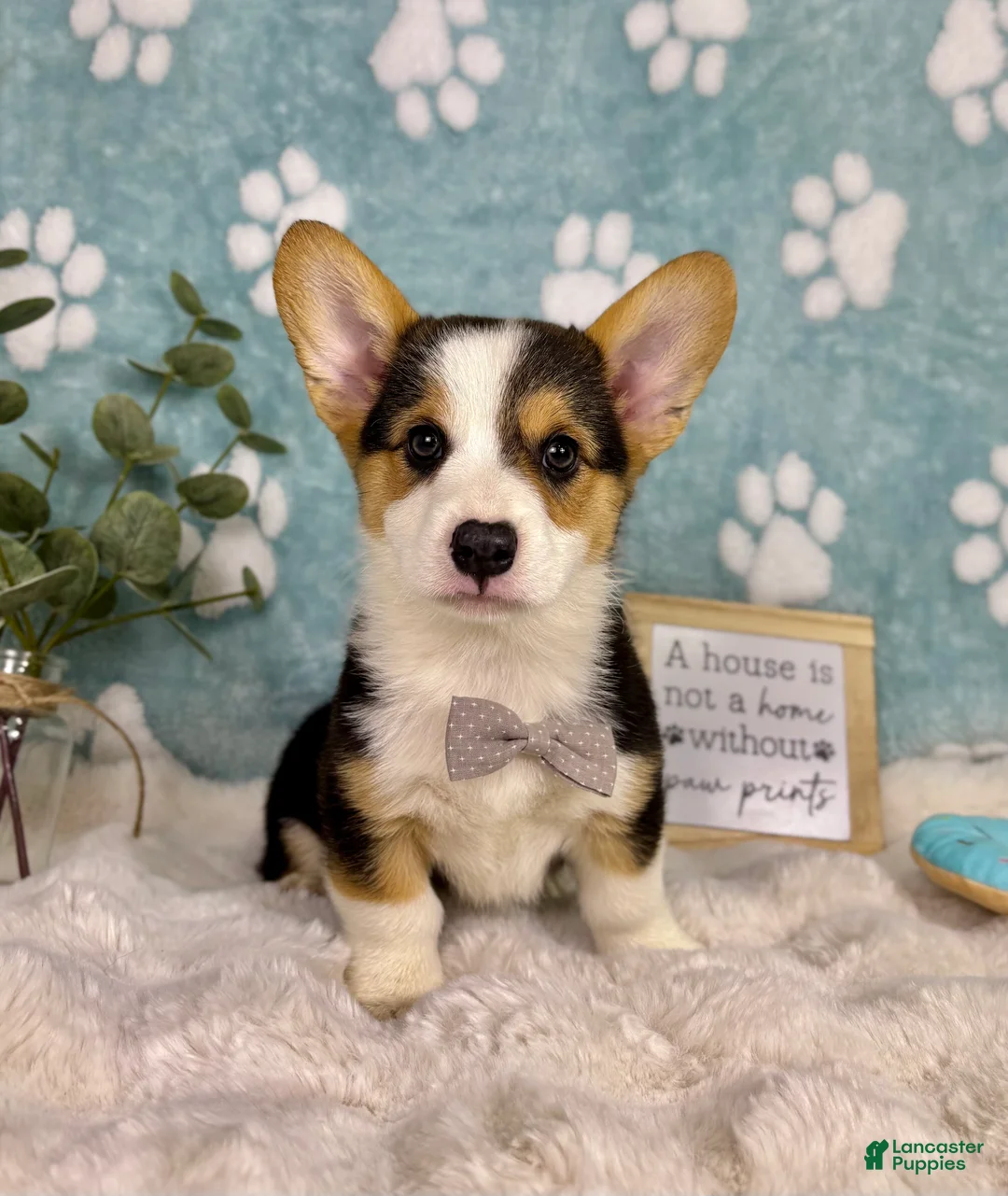 Welsh Corgi Pembroke dogs for sale: Beckham - Ad 1