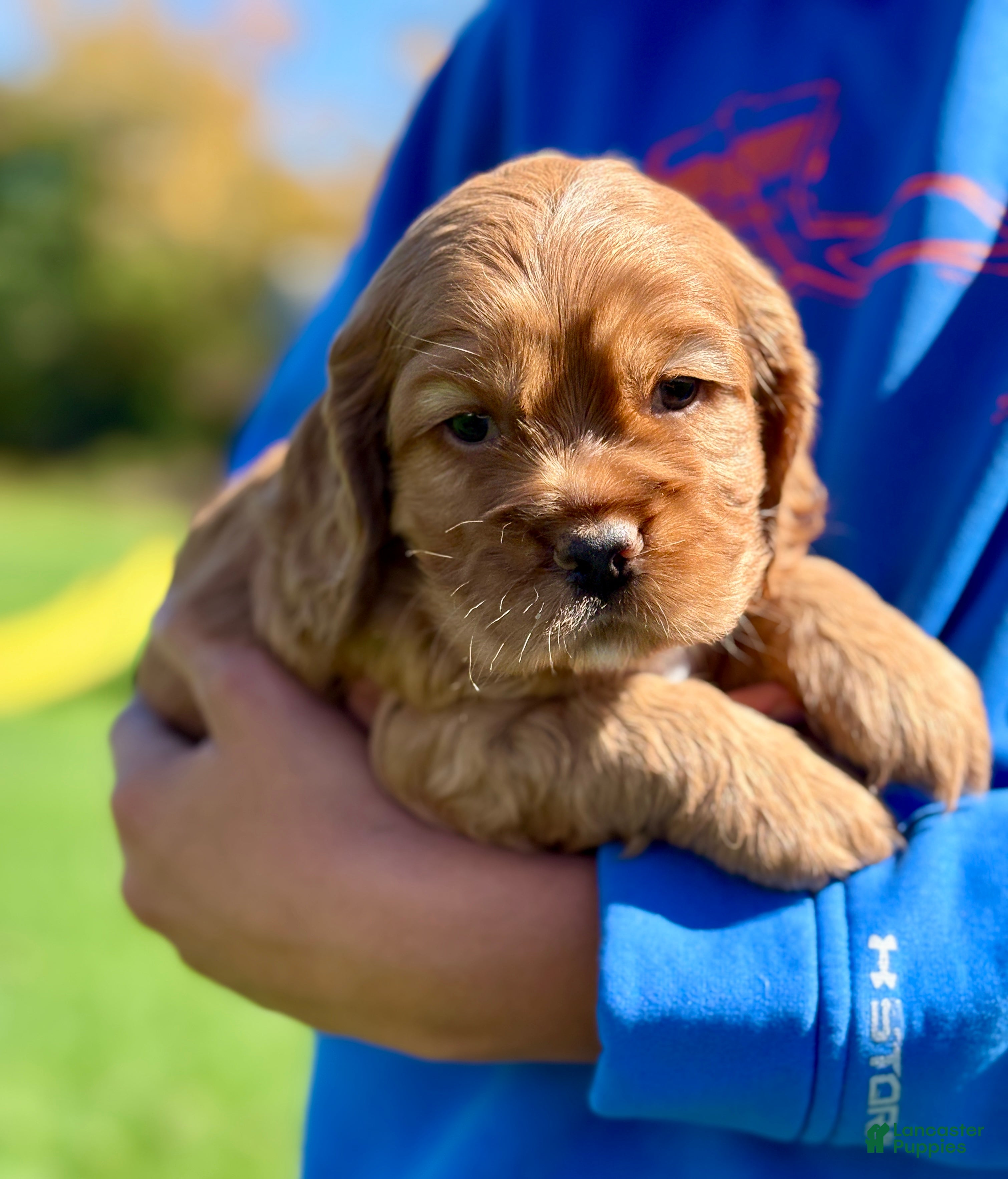 Cocker Spaniel dogs Hamilton  - Ad 2
