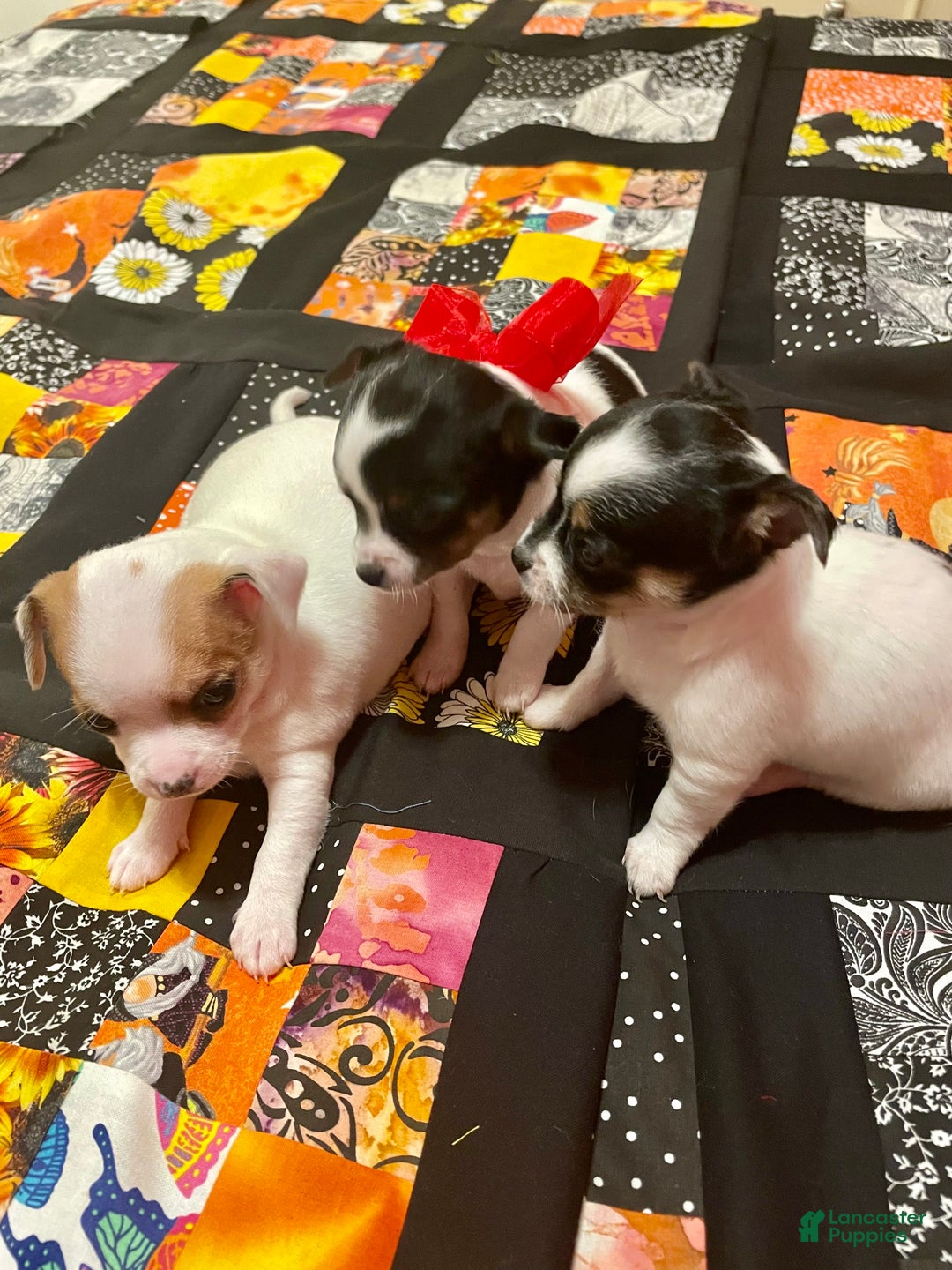 Chihuahua dogs for sale: Lucille - Ad 28