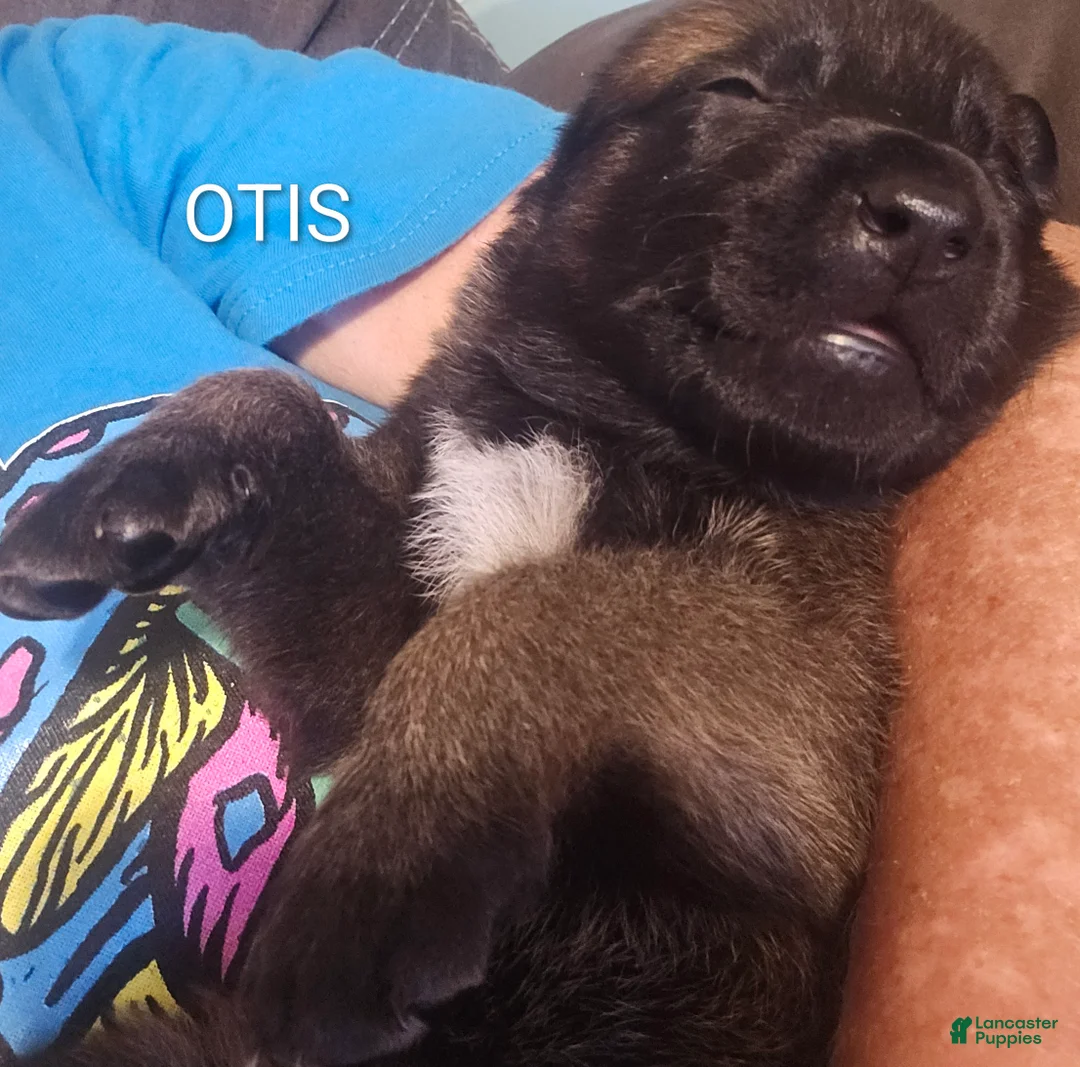 Belgian Malinois dogs for sale: Belgian Malinois 6 - Ad 1