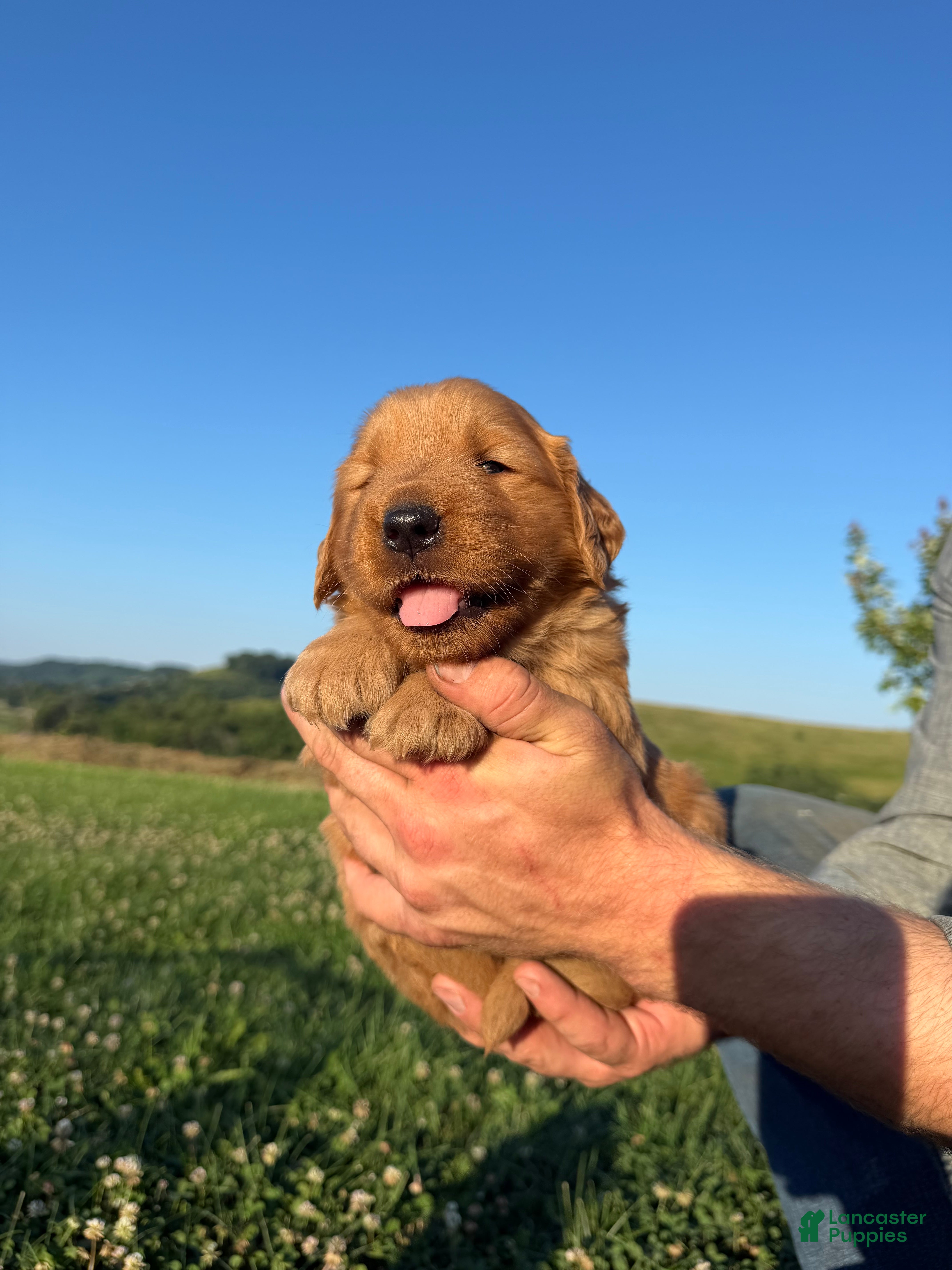 Golden Retriever dogs Clifford  - Ad 2