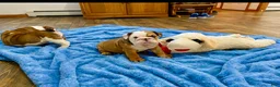 English Bulldog dogs for sale: Blue eyed Bobby - Ad 6
