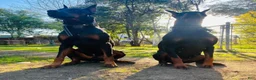 Doberman Pinscher dogs for sale: Green Collar Dobie - Ad 13