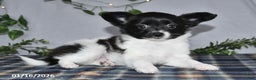 Papillon dogs for sale: Cuddles - Ad 5