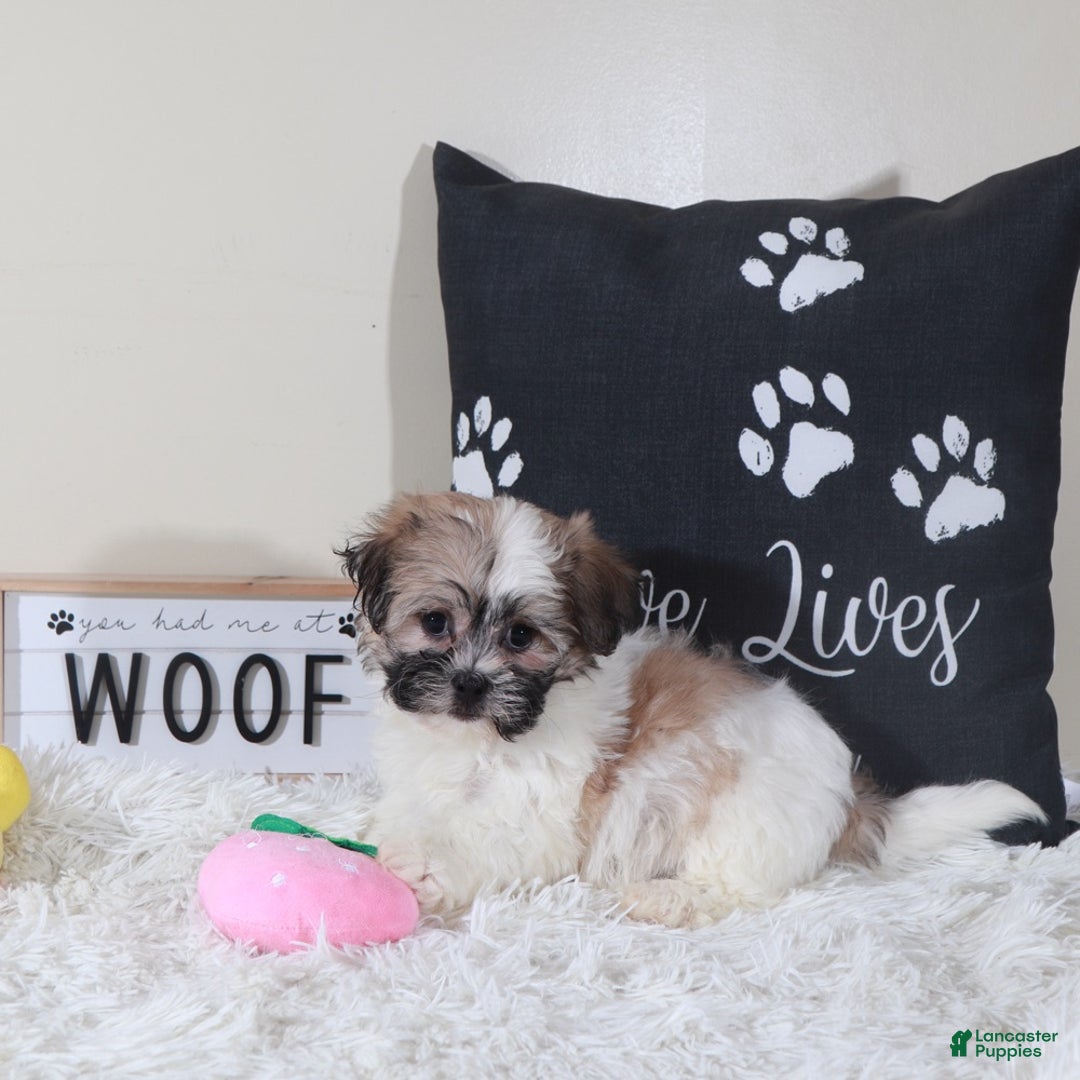 Teddy Bear dogs for sale: Teddy Bear Muffin - Ad 4