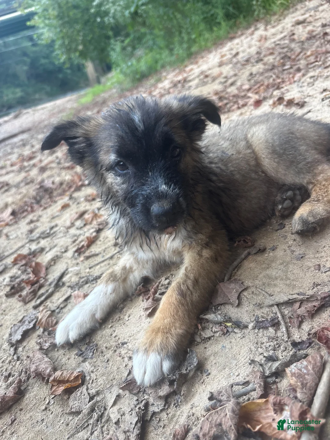 German Shepherd dogs for sale: German Shepherd 2 - Ad 1