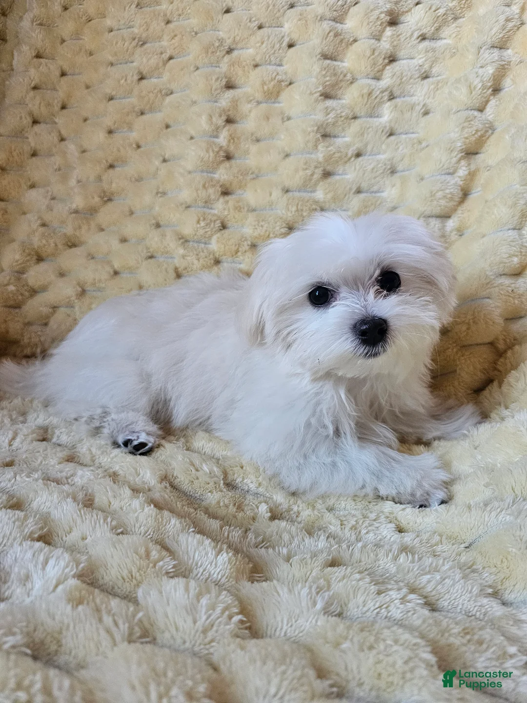 Maltese dogs for sale: Maltese Puppy 1 - Ad 1