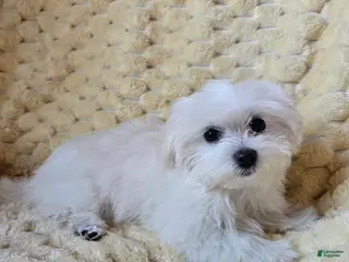 Maltese dogs for sale: Maltese Puppy 1 - Ad 2