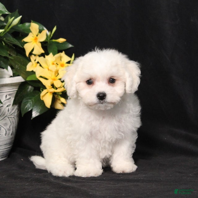 Bichon Frise dogs Luna - Ad 1