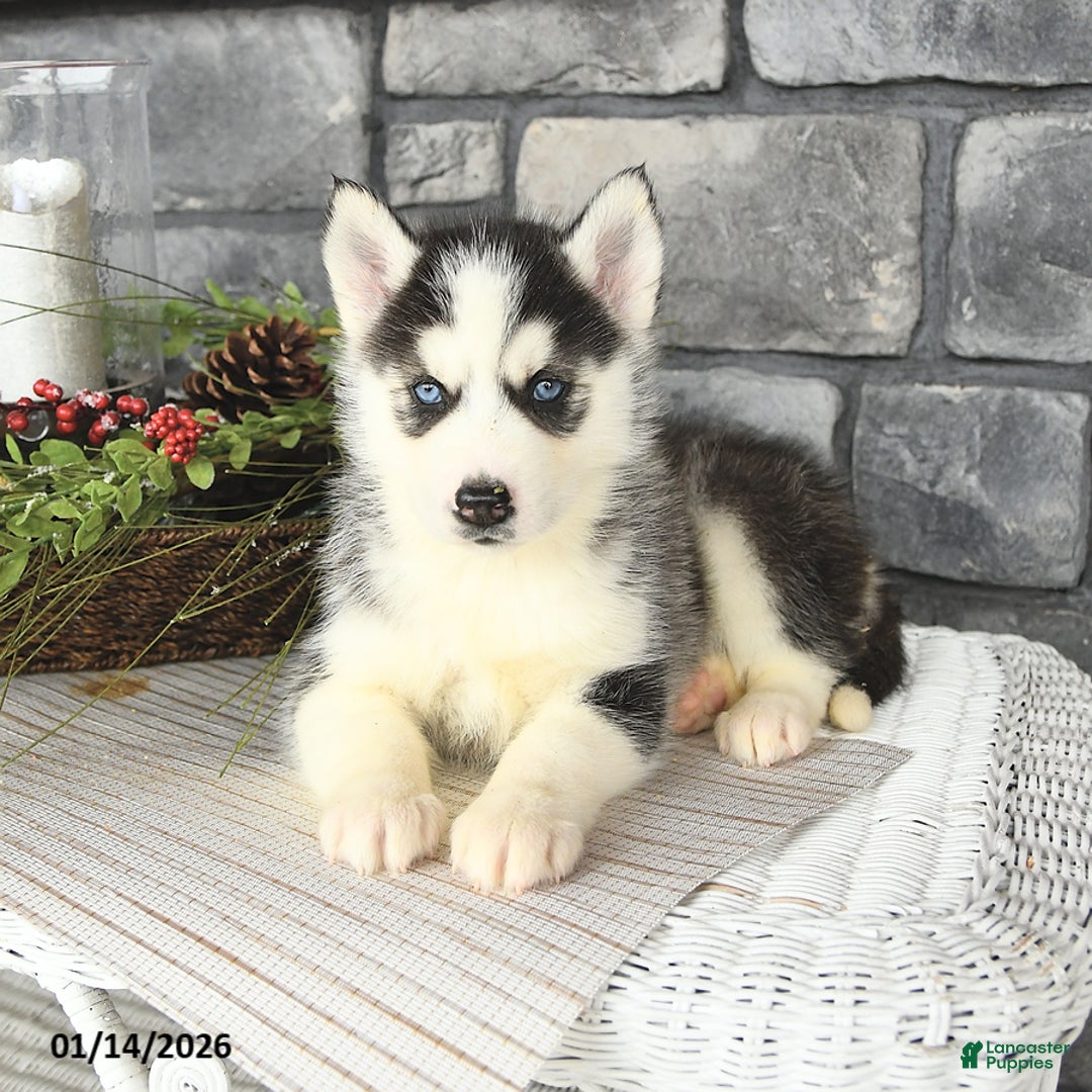 Siberian Husky dogs for sale: Gracie - Ad 3