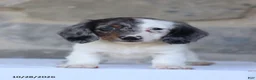 Dachshund dogs for sale: Eclipse - Ad 3