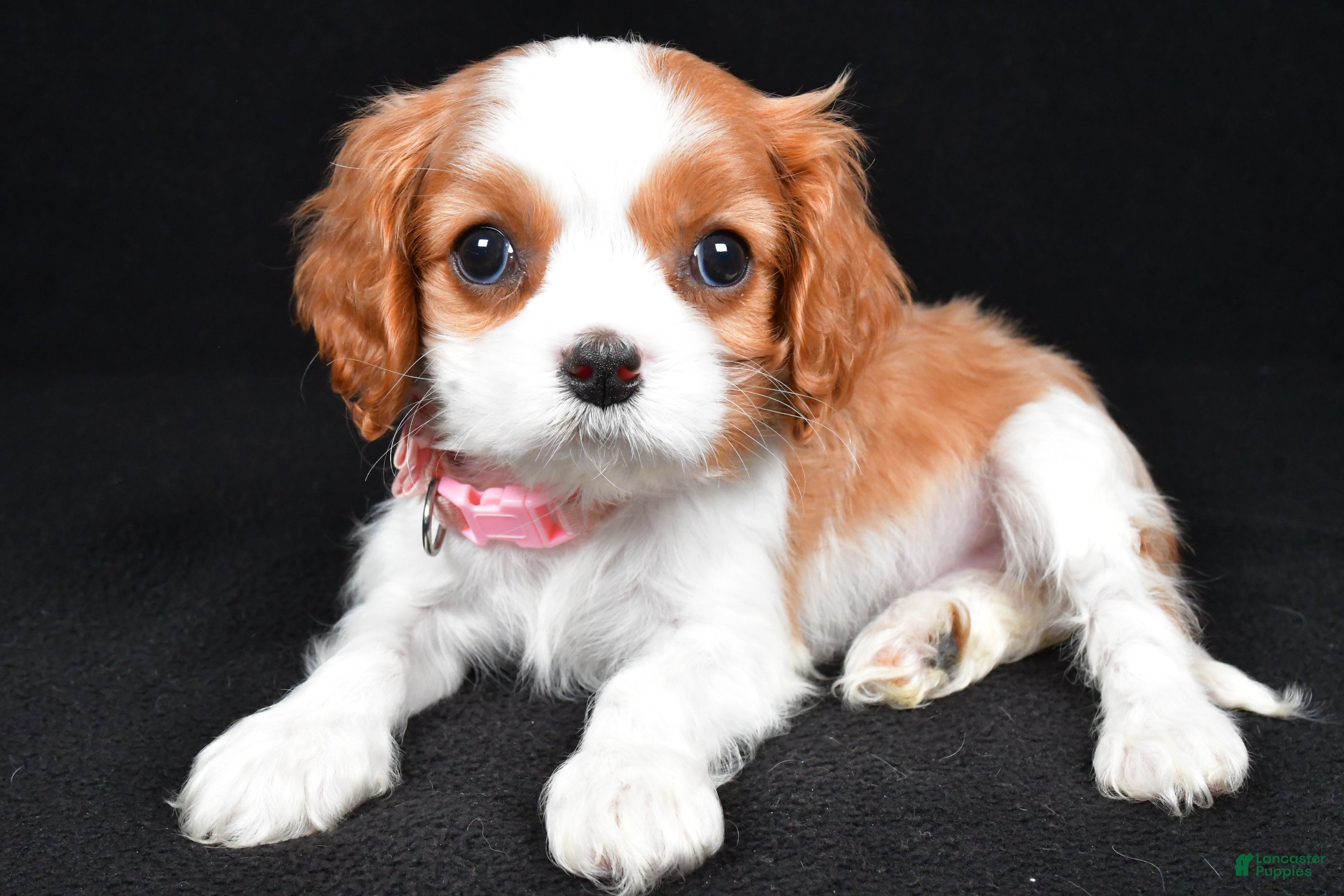 Cavalier King Charles Spaniel dogs Ruby - Ad 2