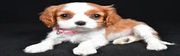 Cavalier King Charles Spaniel dogs for sale: Ruby - Ad 2