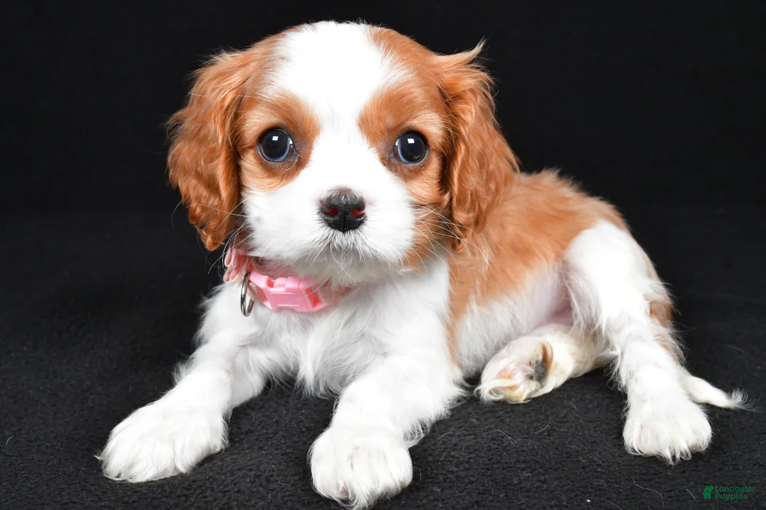 Cavalier King Charles Spaniel dogs for sale: Ruby - Ad 2