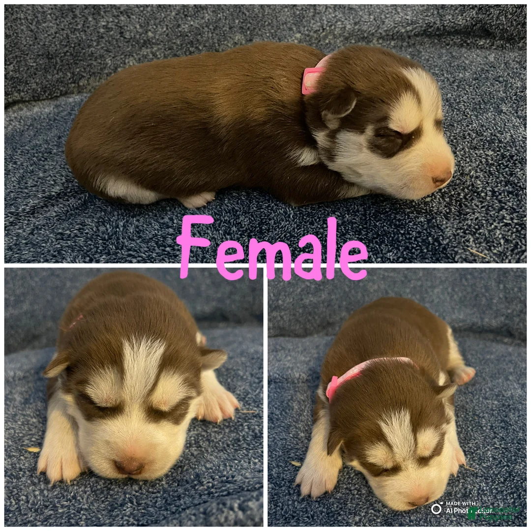 Siberian Husky dogs for sale: Siberian Husky Puppy 4 - Ad 1