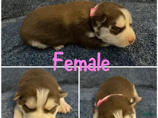 Siberian Husky dogs Siberian Husky Puppy 4 - Ad 35