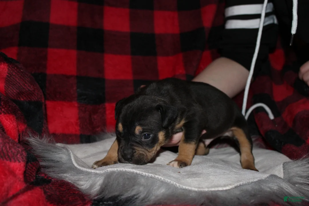 American Bully dogs for sale: Tj - Ad 5