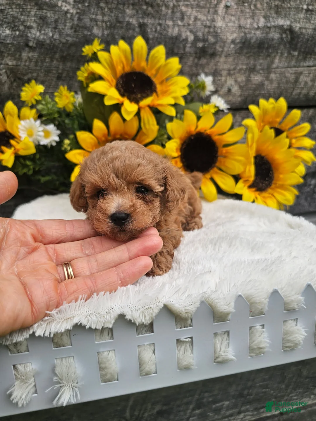 Toy Poodle dogs for sale: Copper - Ad 2