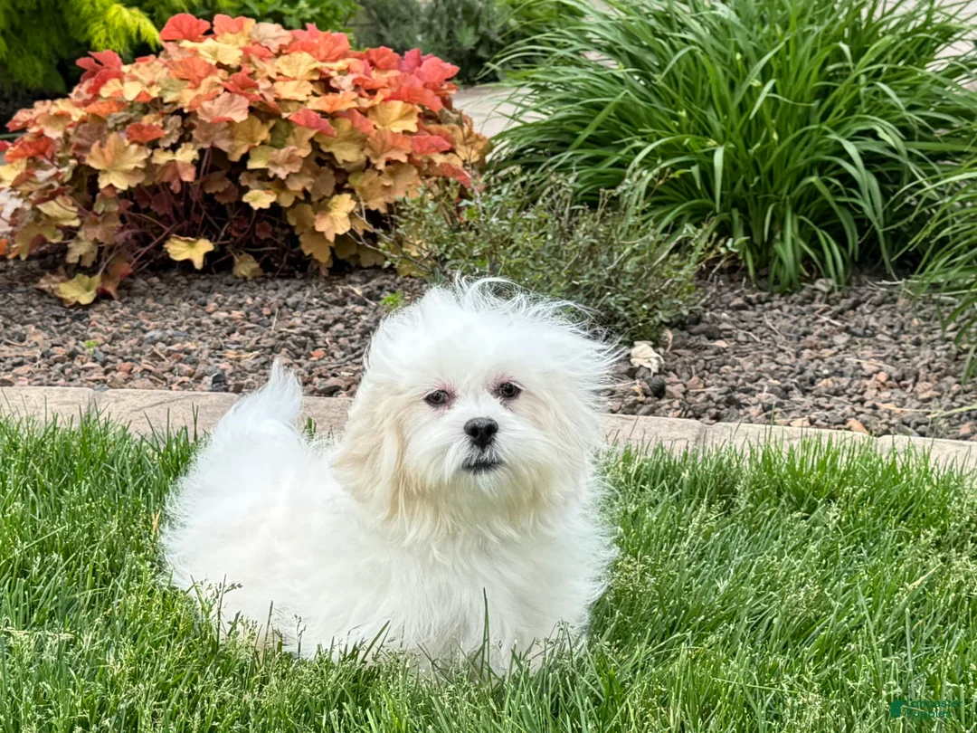 Lhasa Apso dogs for sale: Lucy - Ad 4