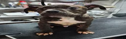 American Bully dogs for sale: American Bully 1 - Ad 1