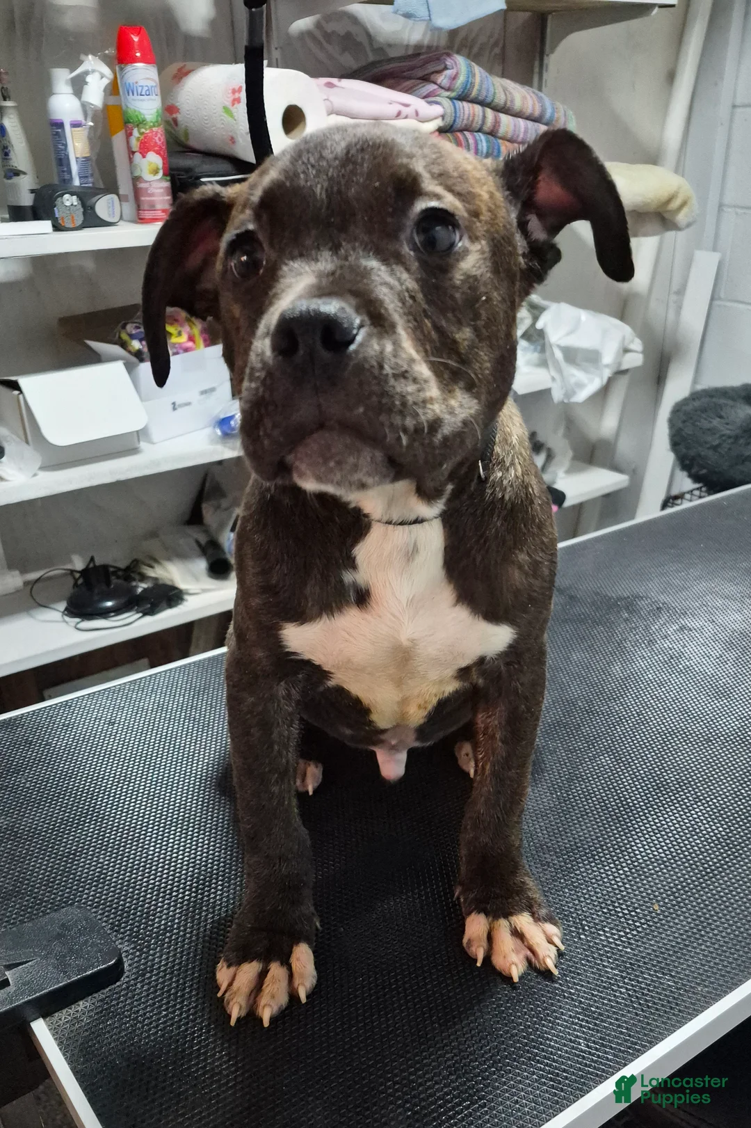 American Bully dogs for sale: American Bully 1 - Ad 1