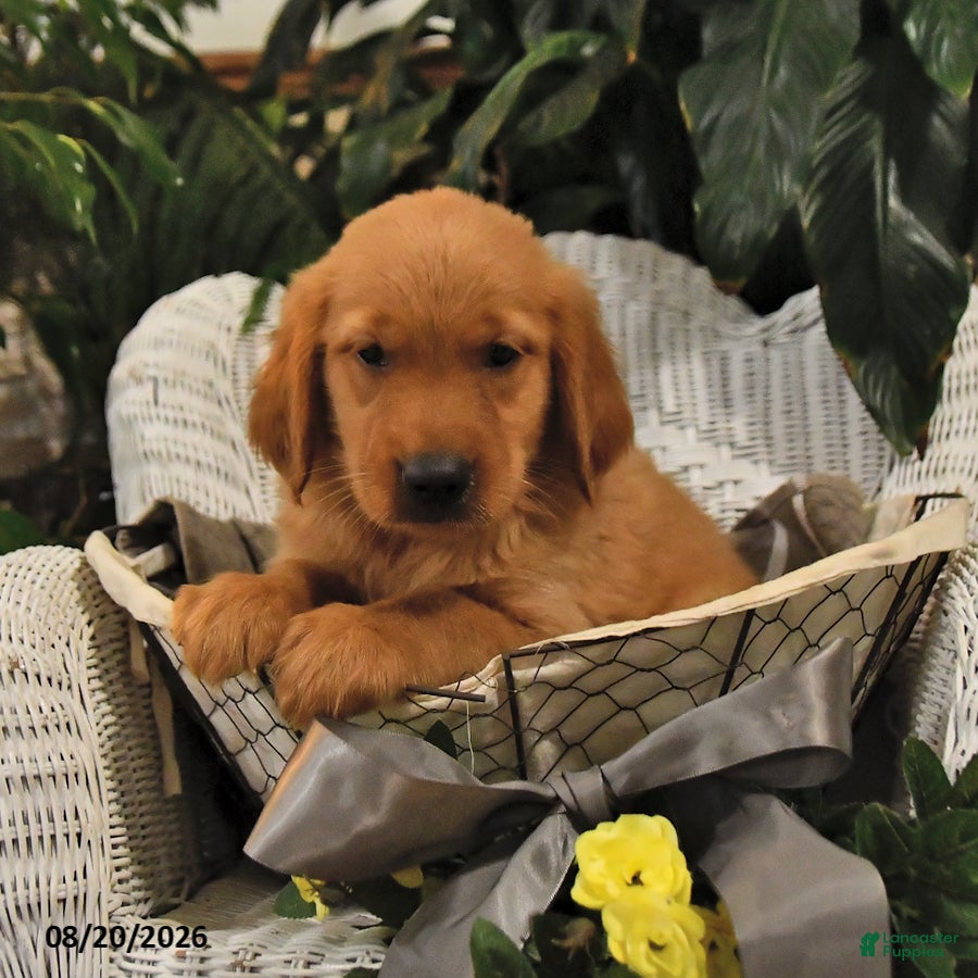 Golden Retriever dogs Bob - Ad 2