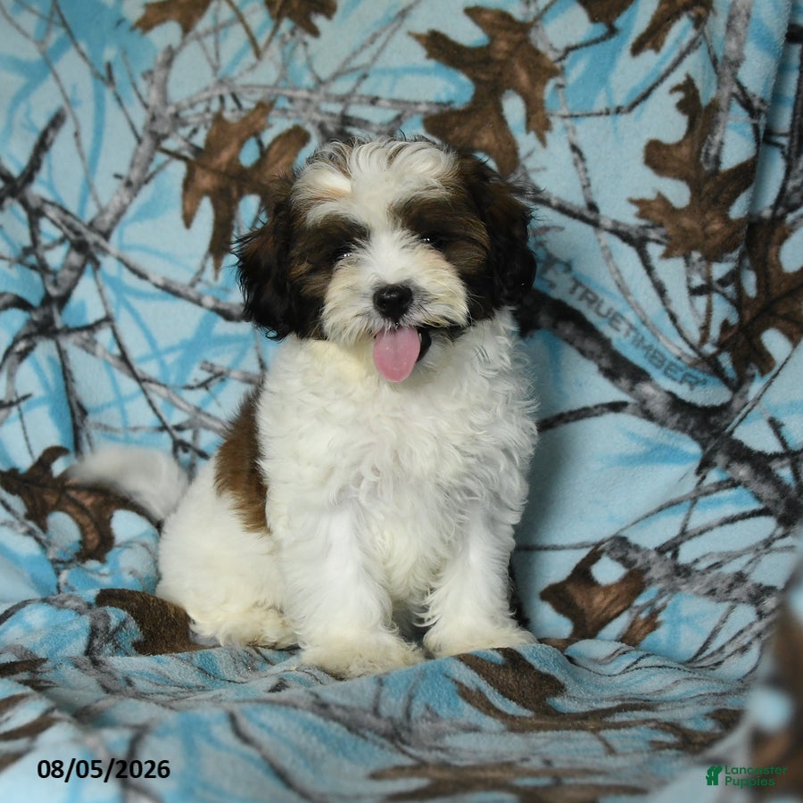Mixed Breed dogs Utopia - Ad 2