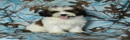 Mixed Breed dogs for sale: Utopia - Ad 7
