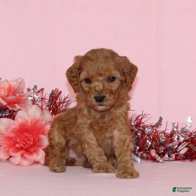 Miniature Poodle dogs Becca AKC - Ad 23