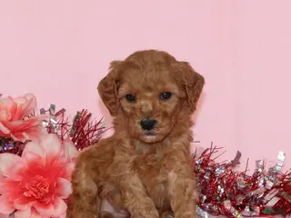 Miniature Poodle dogs Becca AKC - Ad 23