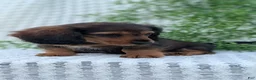 Miniature Dachshund dogs for sale: Riley - Ad 71