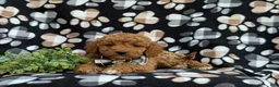 Cockapoo dogs for sale: Nicolas Hypoallergenic - Ad 7