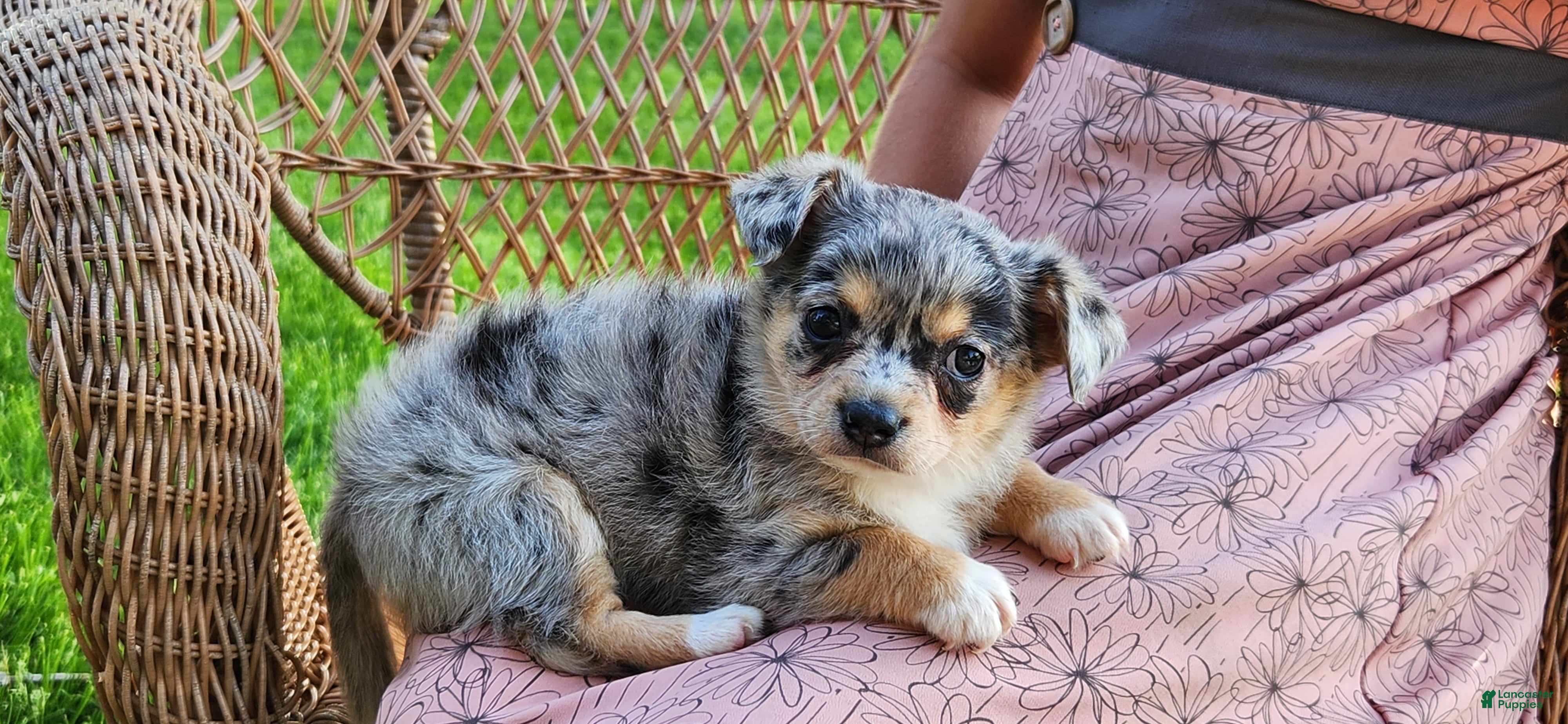 Chihuahua dogs Azhure - Ad 30